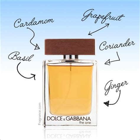 dolce and gabbana the one fragrancenet